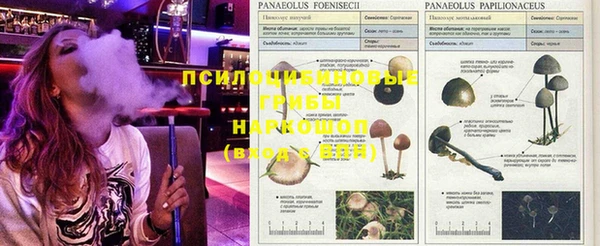 СК Абинск